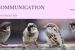 コミュニケーションをとる4羽のスズメ